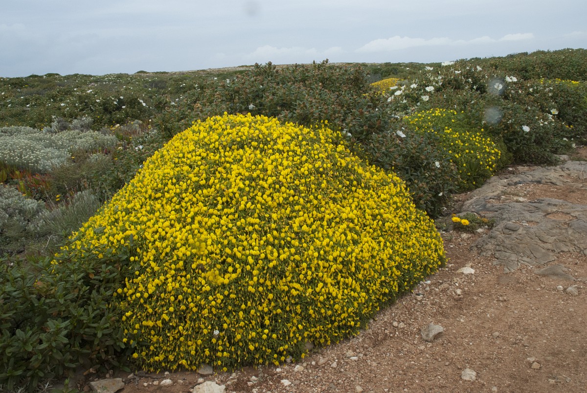 Stauracanthus genistoides